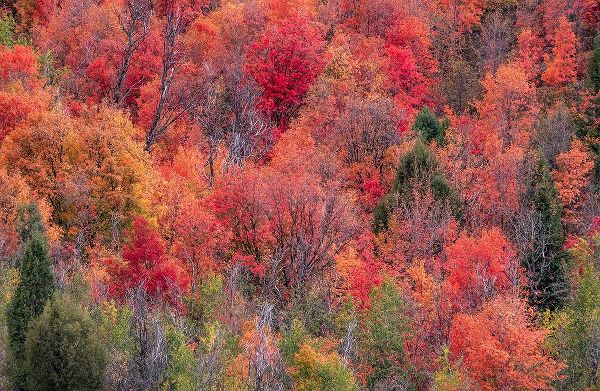 Gulin, Sylvia 아티스트의 USA-Idaho-St Charles-hillside along dirt road 411 and Fall colored Canyon Maples in Reds작품입니다.